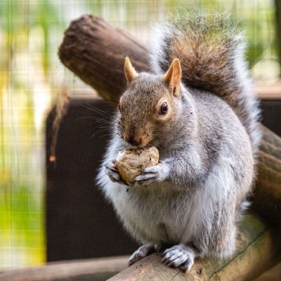 Grey squirrel - De Zonnegloed - Animal park - Animal refuge centre 